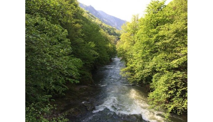 Pensiunea Floare De Colt poza 8