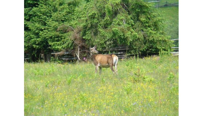 Complex Turistic Le Baron poza 6