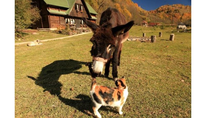 Pensiunea Dacica poza 11